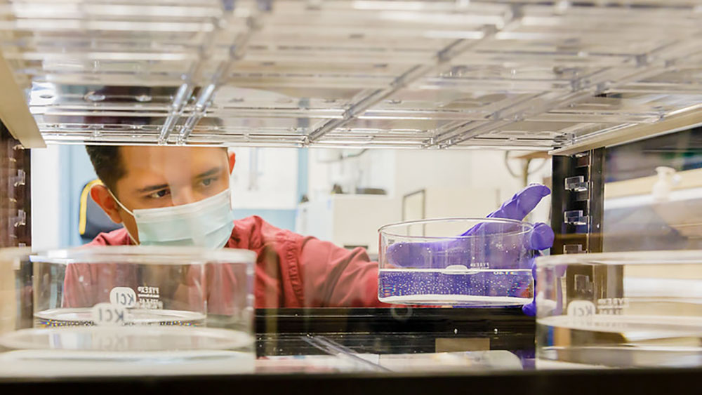 Graduate Fellowships